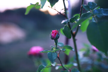 Plants and flowers macro. Detail of petals and leaves at sunset. Natural nature background.