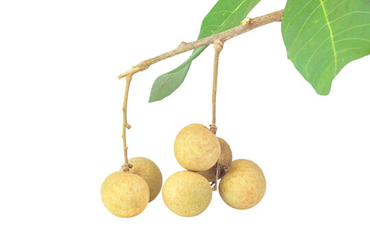 Pile of longan fruits isolated on white background
