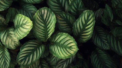Obraz premium Lush Green Calathea Orbifolia Leaves with Distinctive Striped Patterns.