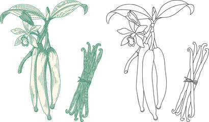 Vintage botanical illustration of vanilla flower, pods, and dried sticks. Hand drawn engraving style vanilla bean.Perfect for organic spice branding, bakery menus, and gourmet food packaging.