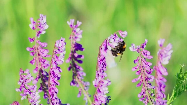 Close-up of purple wild flowers.  A bumblebee collects nectar on a flower. Slow motion.