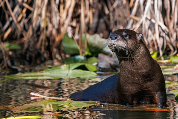 Obraz premium North American river otters (Lontra canadensis) in Corkscrew Regional Ecosystem Watershed, south Florida