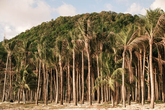 Dense Grove of Palm Trees on a Tropical Beach in Phu Quoc Vietnam