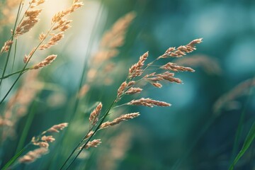 Golden Grass Seed Heads in Sunlight Abstract Natural Grain Field Botanical Summer Meadow Texture Rural Agriculture Nature's Beauty