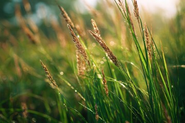 Dew Kissed Grasses at Dawn Sunlight on Summer Meadow Field with Wild Wheatgrass Shimmering Drops on Blades Early Morning Serenity Nature's Beauty Freshness of Summer