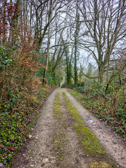 Fototapeta premium Serene mossy stream flowing through ivy-covered woodland Cotswolds England