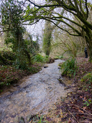 Obraz premium Serene mossy stream flowing through ivy-covered woodland Cotswolds England