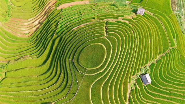 Cenital drone perspective revealing the stunning geometric patterns and circular shapes of rice terraces carved into the mountains of Mu Cang Chai, Northern Vietnam