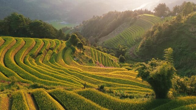 Drone aerial footage of lush green rice terraces in Mu Cang Chai, North Vietnam. Mountain landscape showcasing traditional agriculture, rural Asia, and scenic natural patterns