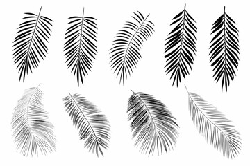 Collection of black and white palm leaves in varying orientations © Amrito