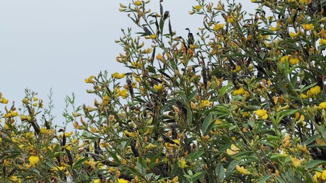 Slow orbiting shot of a mature pigeon pea plant featuring dense green foliage, bright yellow flowers, and dark seed pods, captured against an open sky in a rural agricultural setting.