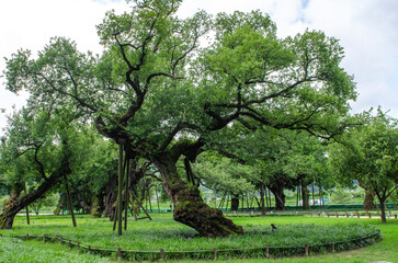 성주 성밖숲, 왕버들나무 © Soontaek