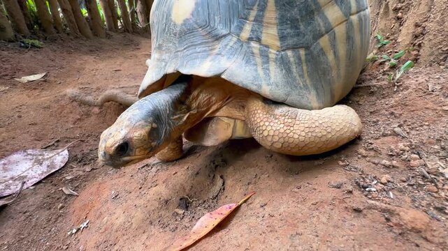Radiated tortoise&nbsp;(Astrochelys radiata) with injured leg walking along the ground, low angle shot, Madagascar.