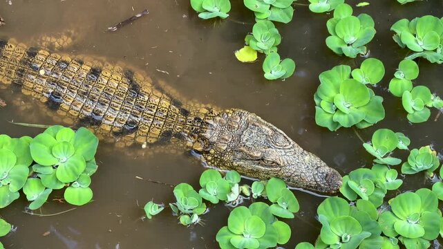 Top down view of young Nile crocodile&nbsp;(Crocodylus niloticus) in the water. Madagascar.