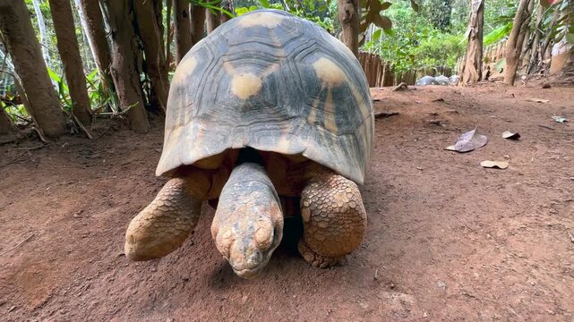 Radiated tortoise&nbsp;(Astrochelys radiata) with injured leg walking along the ground, low angle shot. Madagascar.