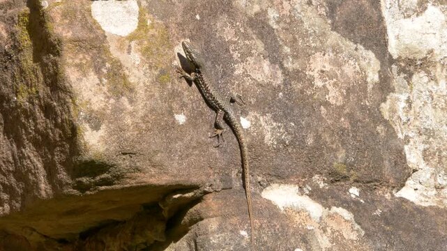 Common Lizard on Ancient Castle Wall at Gr&auml;fenstein Castle in Germany