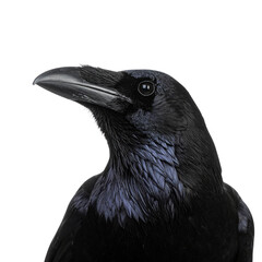 Naklejka premium An isolated black raven with dark feathers and a sharp beak sits as a wild avian animal against a white background, representing the corvus species in nature