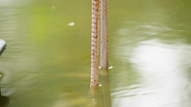 Close Up of Flamingo Legs Standing on Ground