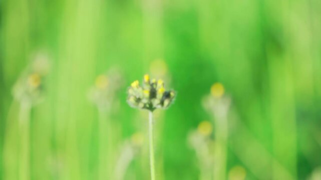 Hawkweed (Umbelliferae umbellata). Close-up of a wildflower. Focus changes. Slow motion.