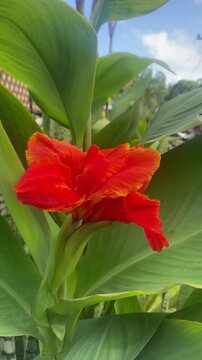 Canna Lily Orange (Canna generalis President) flowers in a garden. Ornamental Plants