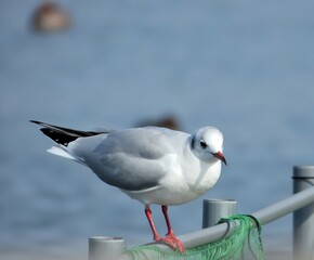 Obraz premium 柵にとまる冬のユリカモメ