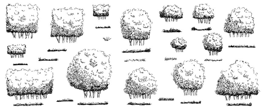 Sketch of tree, shrubbery and hedge bush for garden with shrub grass elements. Park topiary boxwood and plant doodle with illustration silhouette outline. Drawing tree vegetation on transparent bg.