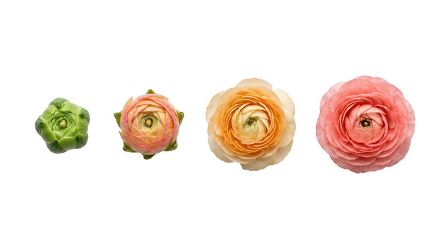 Ranunculus flowers displaying blooming stages, isolated on transparent background, no dark element