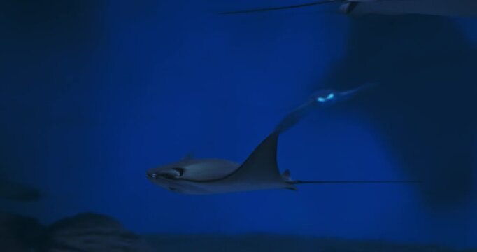 Stingrays. Golden Cownose Ray Or Pacific Cownose Ray. Rhinoptera Steindachneri Sea Rays. Ocean Animal, Aquatic Life. Diverse Underwater World