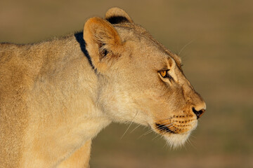 Portrait of an African lioness (Panthera leo), Kalahari desert, South Africa