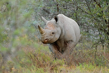 An endangered black rhinoceros (Diceros bicornis) standing in natural habitat, South Africa