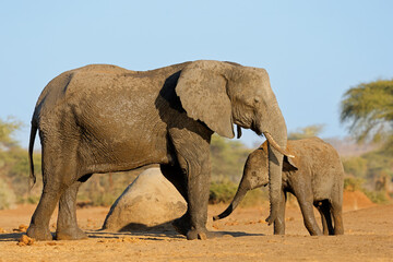 An African elephant (Loxodonta africana) cow with young calf, Chobe National Park, Botswana