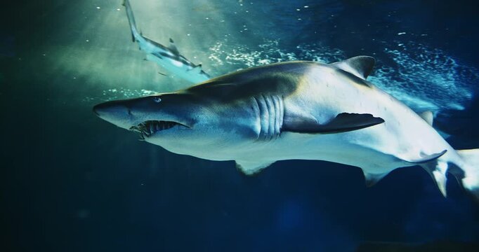 Sand Tiger Shark And Stingray Swim In Underwater Aquarium. Carcharias Taurus Gray Nurse Shark. Blue-nurse Sand Tiger Close Up View. Shark Inhabits Subtropical. Dwell In Waters Of Japan, Australia