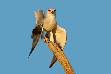 A black-winged kite (Elanus caeruleus) perched on a branch against a clear blue sky, South Africa
