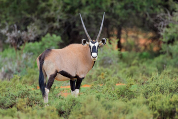 A gemsbok antelope (Oryx gazella) standing in natural habitat, Mokala National Park, South Africa