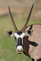 Close-up portrait of a gemsbok antelope (Oryx gazella), Kalahari desert, South Africa