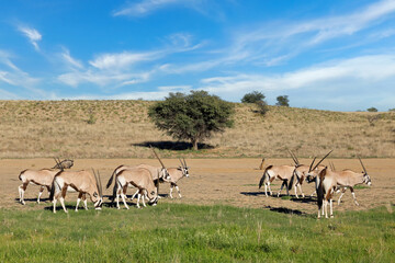 Small herd of gemsbok antelopes (Oryx gazella) feeding in natural habitat, Kalahari desert, South Africa