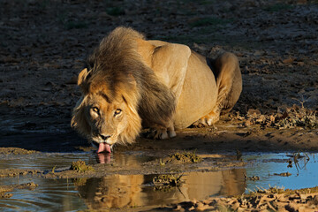 A big male African lion (Panthera leo) drinking water, Kalahari desert, South Africa