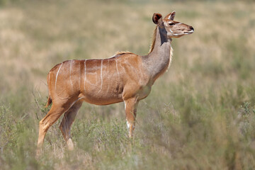 A female kudu antelope (Tragelaphus strepsiceros) in natural habitat, Kalahari desert, South Africa
