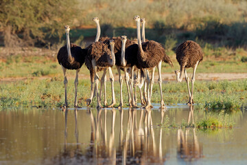 Group of ostriches (Struthio camelus) walking in shallow water, Kalahari desert, South Africa