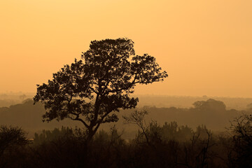 Scenic landscape at sunrise with silhouetted trees in mist, Kruger National Park, South Africa