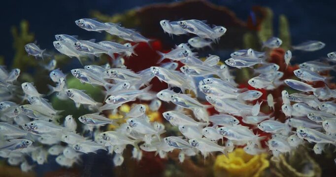Many Blue Tetra Fishes Swim In Aquarium. Boehlkea Fredcochui. Cochus Blue Tetra, Is Species Of Characin. Home Aquarium Fish. Entertainment In Zoo. Ocean Animal, Aquatic Life. Small Aquarium Fishes