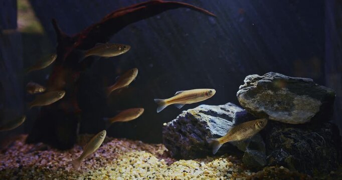 Zebrafish In Zoo Aquarium. Zebrafish Or Danio Rerio Is Species Of Freshwater Ray-finned Fish. Popular Aquarium Fish, Frequently Sold Under The Trade Name Zebra Danio And Tropical Fish. Zebrafish Used