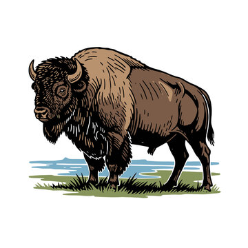 Majestic American Bison Buffalo Mascot Emblem in Vintage Woodcut Engraving Style, Wild West Wilderness Vector Graphic for T-Shirt Print Design