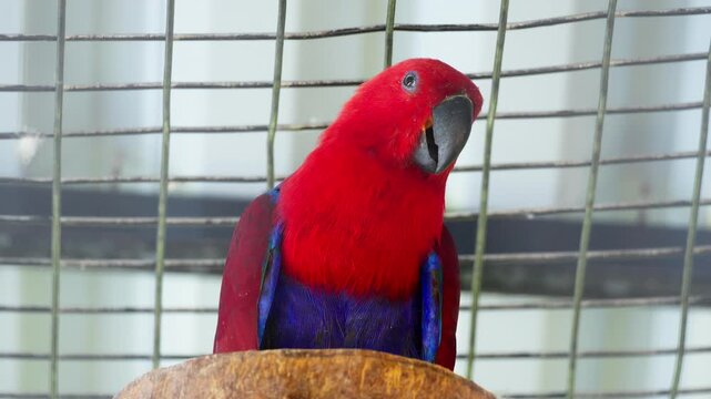 Female Eclectus Parrot with Bright Red Feathers