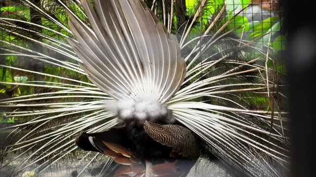 Peacock Displaying Fully Spread Colorful Tail Feathers