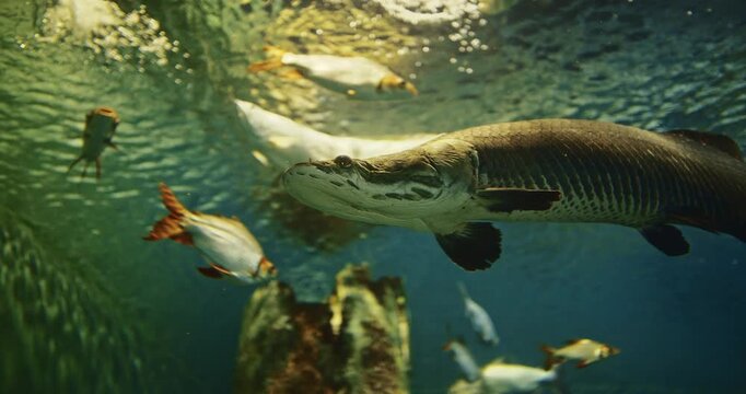 Shanghai, China. Silver Arowana And Pacman Catfish Swims Among Other Fish Bottom View. Osteoglossum Bicirrhosum Is South American Freshwater Bony Fish Of Family Osteoglossidae. Silver Arowanas Are