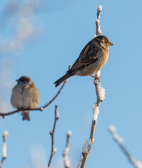 Naklejka premium Two birds are sitting on a branch