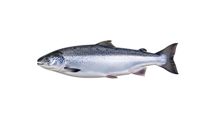 Fresh whole Atlantic salmon fish with silver scales, side view, isolated on white, Gen By Ai