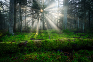 Naklejka premium Sunny morning in the green forest