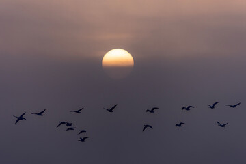Fototapeta premium A flock of birds flying in silhouette across a hazy sunset sky with the sun partially veiled by mist. Peaceful natural scene capturing migration, freedom, and the beauty of dusk with warm tones and so